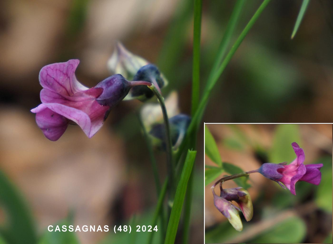 Bitter-vetch flower